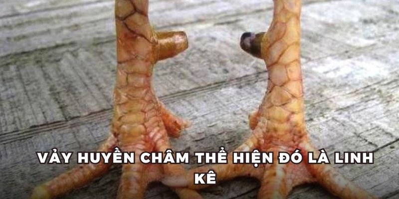 Vảy huyền châm thể hiện đó là linh kê