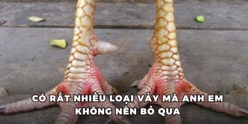 Nhiều loại vảy gà tốt nên lựa chọn