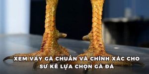Hướng dẫn cách xem vảy gà chính xác tại Daga88