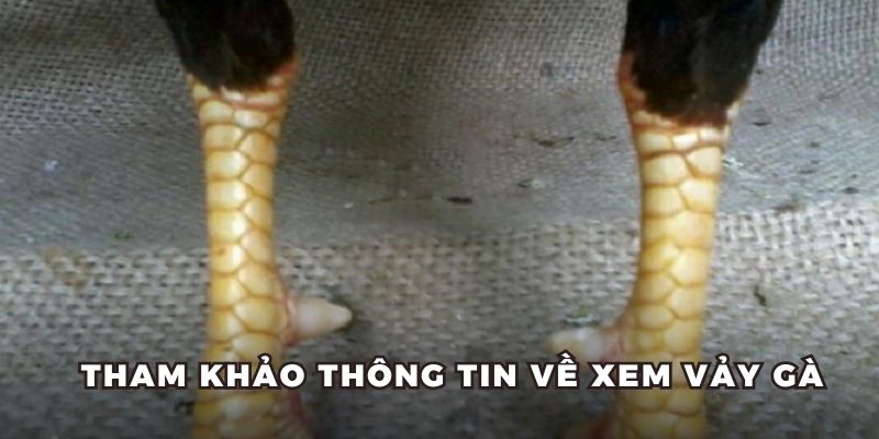 Tổng quan về cách xem vảy gà tại Daga88
