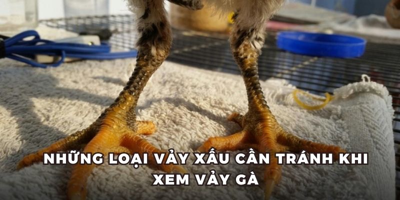 Những loại vảy xấu cần tránh khi xem vảy gà