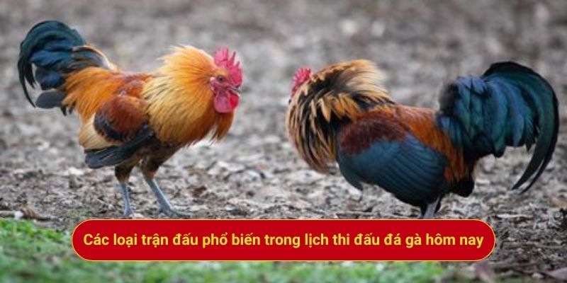 Các loại trận đấu phổ biến trong lịch thi đấu đá gà hôm nay