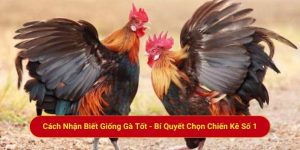 Cách Nhận Biết Giống Gà Tốt - Bí Quyết Chọn Chiến Kê Số 1