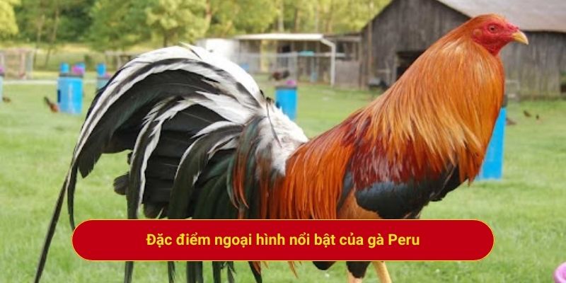 Đặc điểm ngoại hình nổi bật của gà Peru