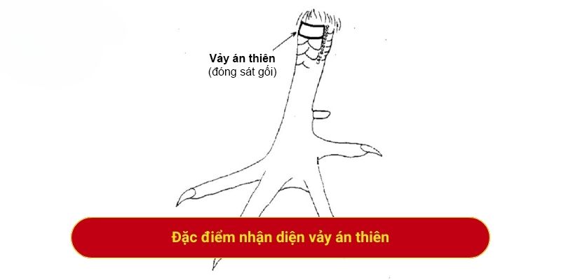 Đặc điểm nhận diện vảy án thiên