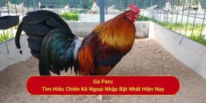 Gà Peru - Tìm Hiểu Chiến Kê Ngoại Nhập Bật Nhất Hiện Nay