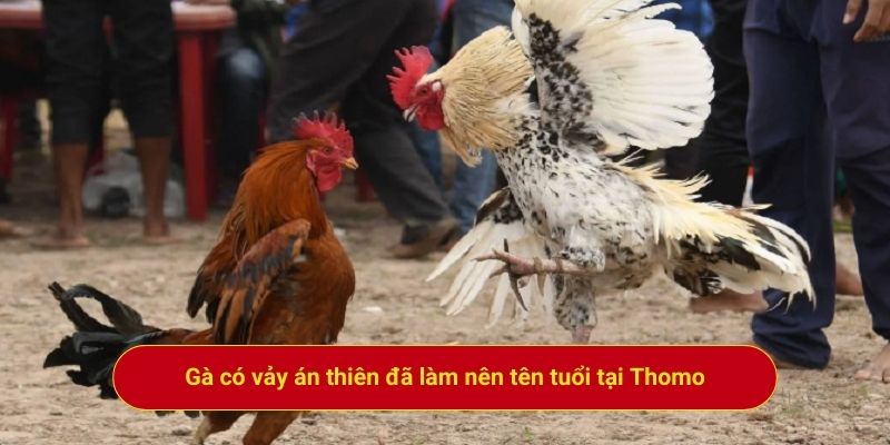 Gà có vảy án thiên đã làm nên tên tuổi tại Thomo