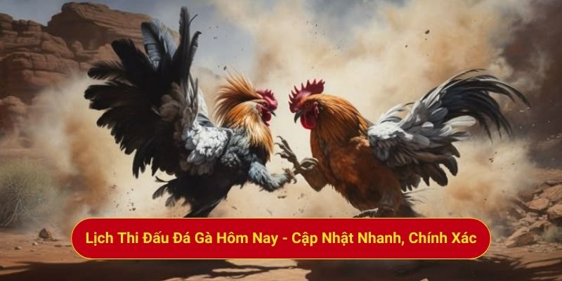 Lịch Thi Đấu Đá Gà Hôm Nay - Cập Nhật Nhanh Và Chính Xác