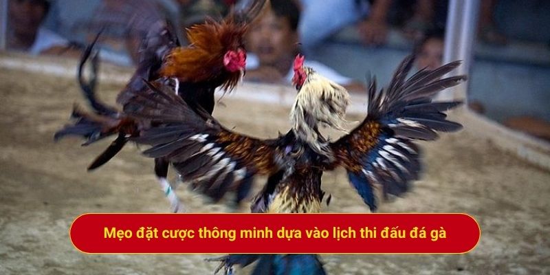 Mẹo đặt cược thông minh dựa vào lịch thi đấu đá gà