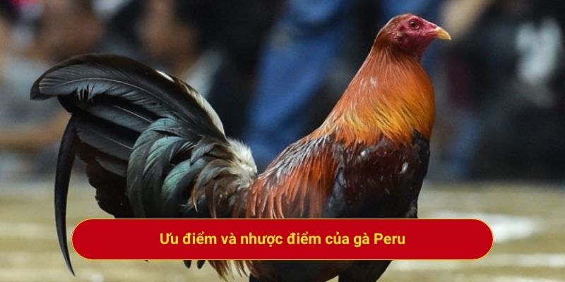 Ưu điểm và nhược điểm của gà Peru