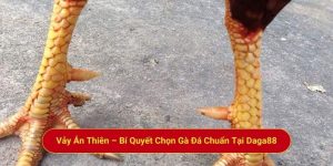 Vảy Án Thiên – Bí Quyết Chọn Gà Đá Chuẩn Tại Daga88