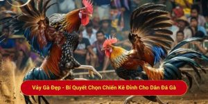 Vảy Gà Đẹp - Bí Quyết Chọn Chiến Kê Đỉnh Cho Dân Đá Gà