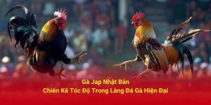 Gà Jap Nhật Bản - Chiến Kê Tốc Độ Trong Làng Đá Gà Hiện Đại