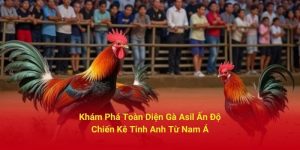 Khám Phá Toàn Diện Gà Asil Ấn Độ - Chiến Kê Tinh Anh Từ Nam Á