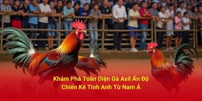 Khám Phá Toàn Diện Gà Asil Ấn Độ - Chiến Kê Tinh Anh Từ Nam Á
