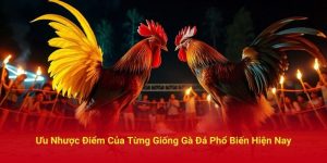 Ưu Nhược Điểm Của Từng Giống Gà Đá Phổ Biến Hiện Nay