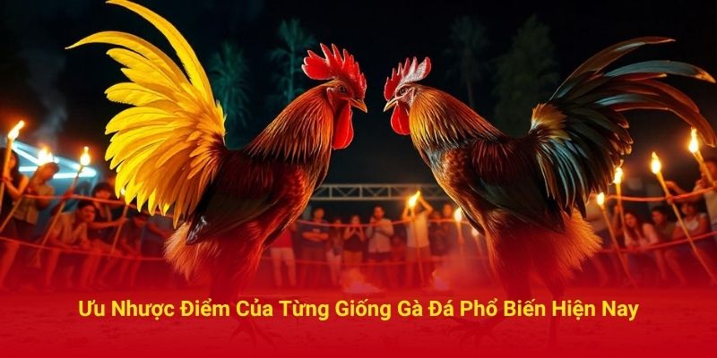 Ưu Nhược Điểm Của Từng Giống Gà Đá Phổ Biến Hiện Nay